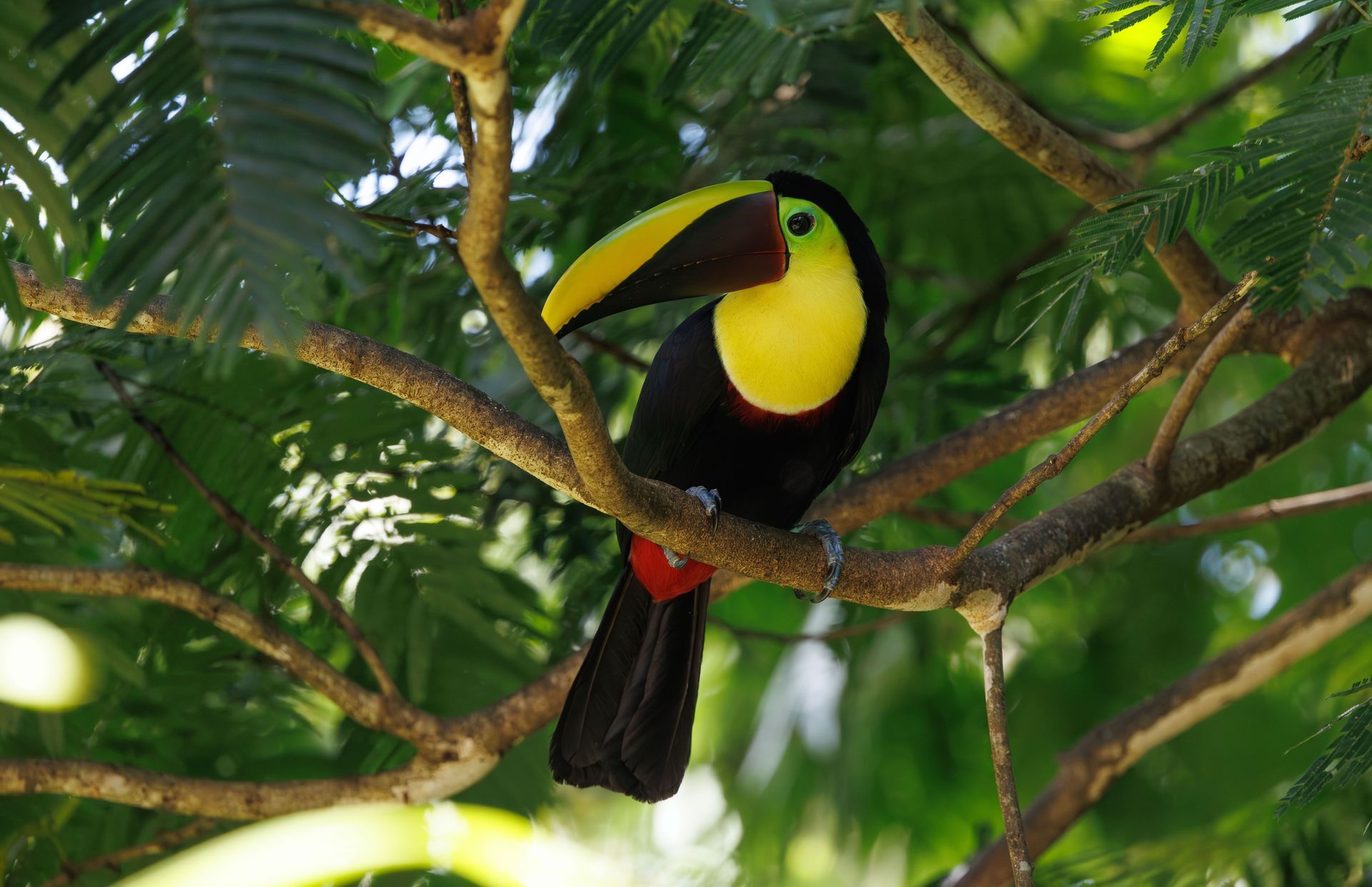 Keel-billed toucan perched in the rainforest near Planet Hollywood Costa Rica, showcasing Guanacaste