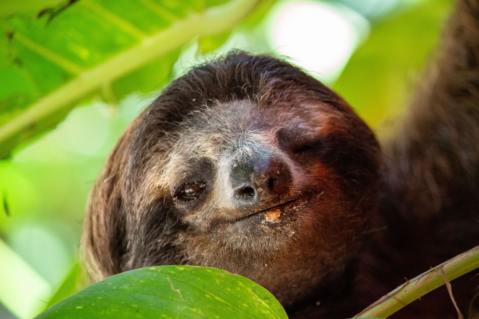Sloth in Costa Rica rainforest during a private wildlife tour and nature excursion in Guanacaste with local guides