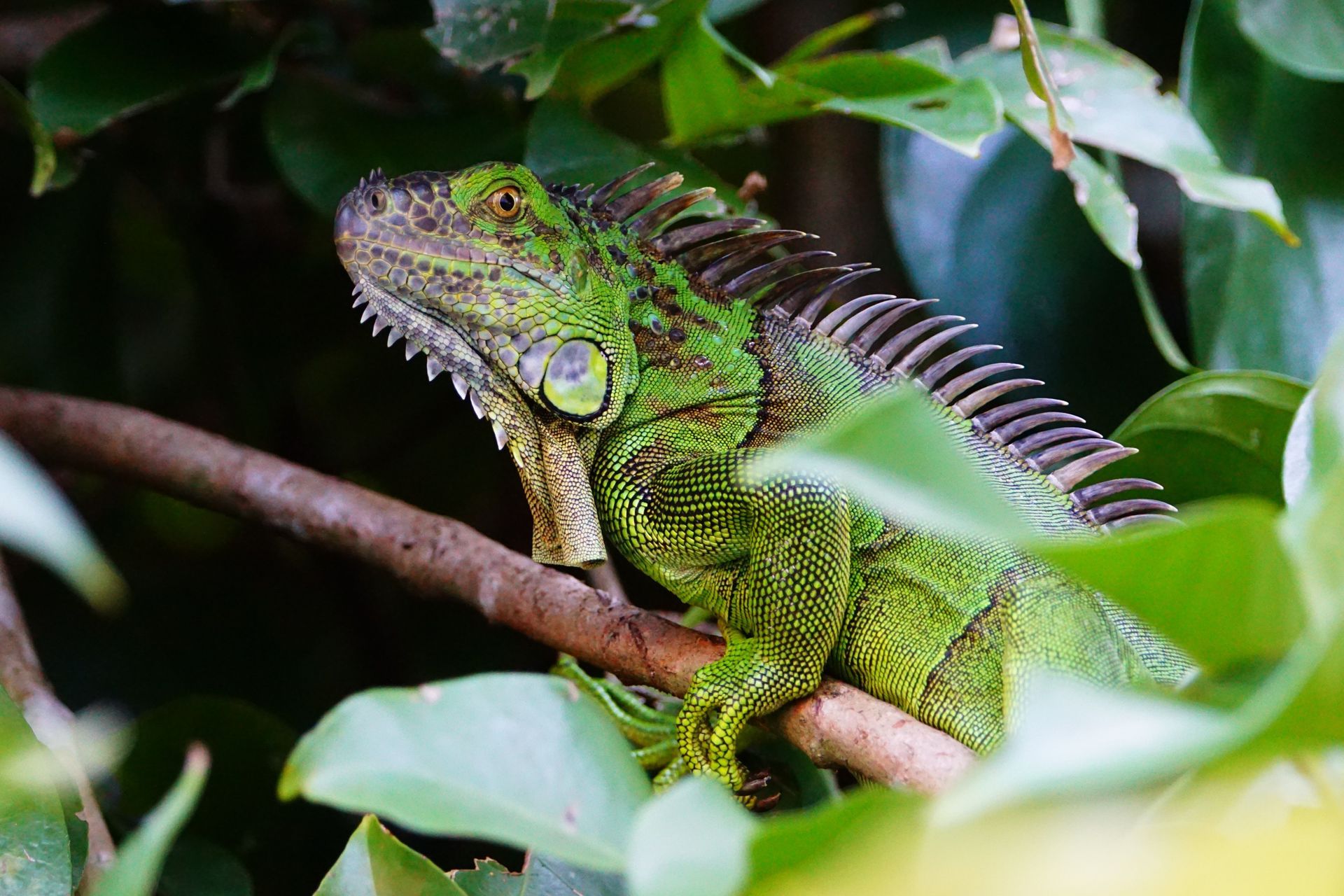 Green iguana resting in tropical vegetation during a private Safari Boat Tour in Costa Rica.