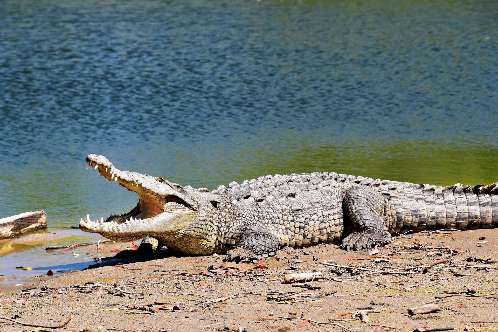 American crocodile observed during a private wildlife and nature excursion in Guanacaste Costa Rica