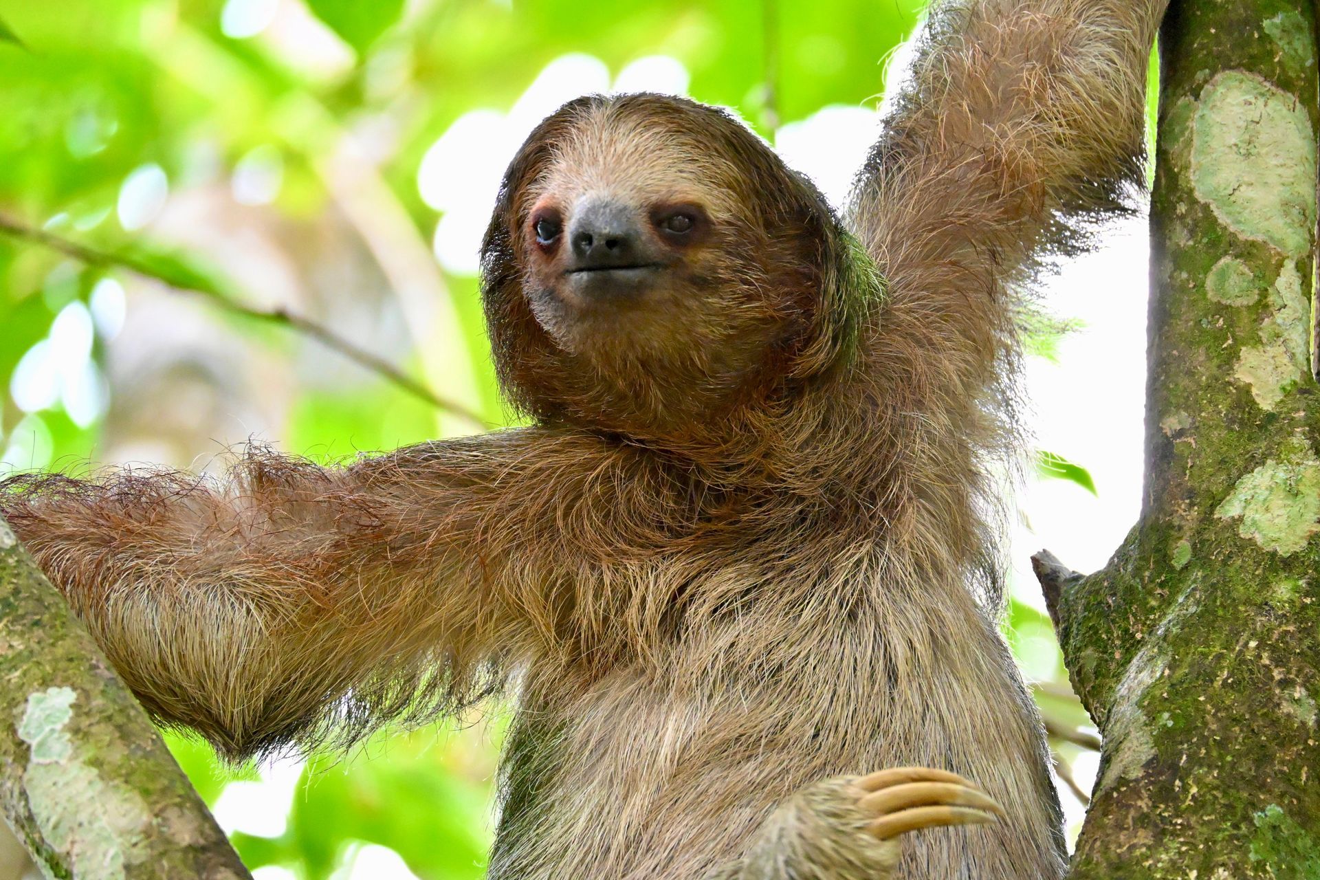 Brown-throated sloth resting in the rainforest of Tenorio National Park, Costa Rica.