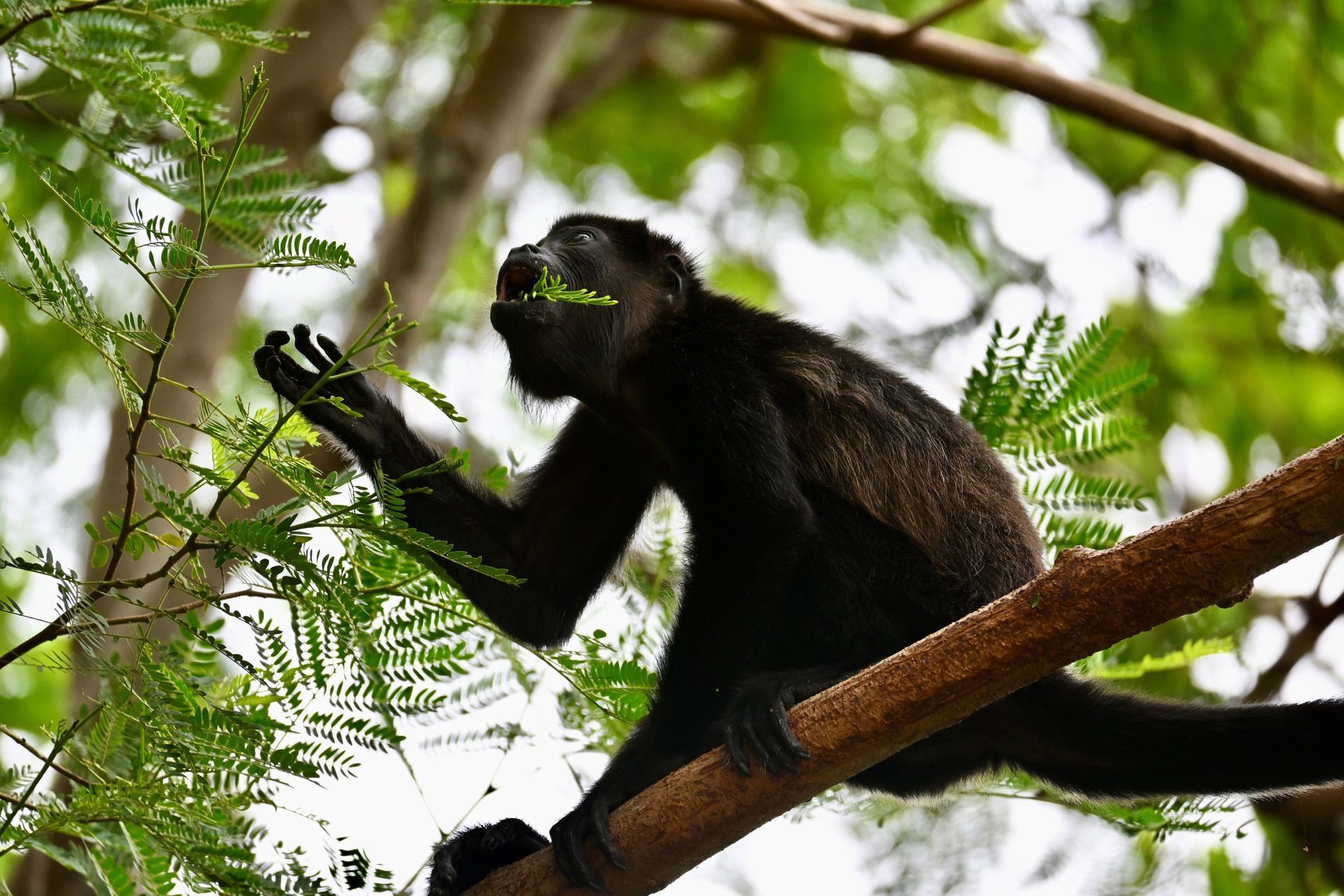 Monkey in tropical forest during a private wildlife excursion from Tamarindo Costa Rica in Guanacaste.