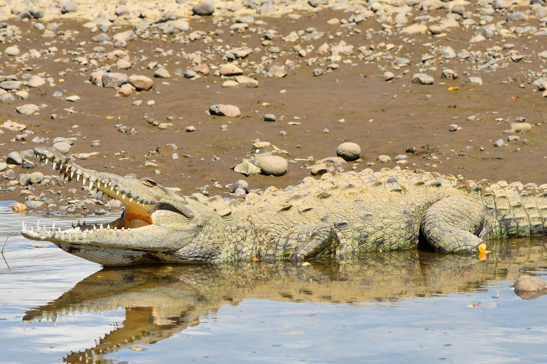 Large American crocodile resting along the Tempisque River during a private Safari Boat Tour in Palo Verde National Park.
