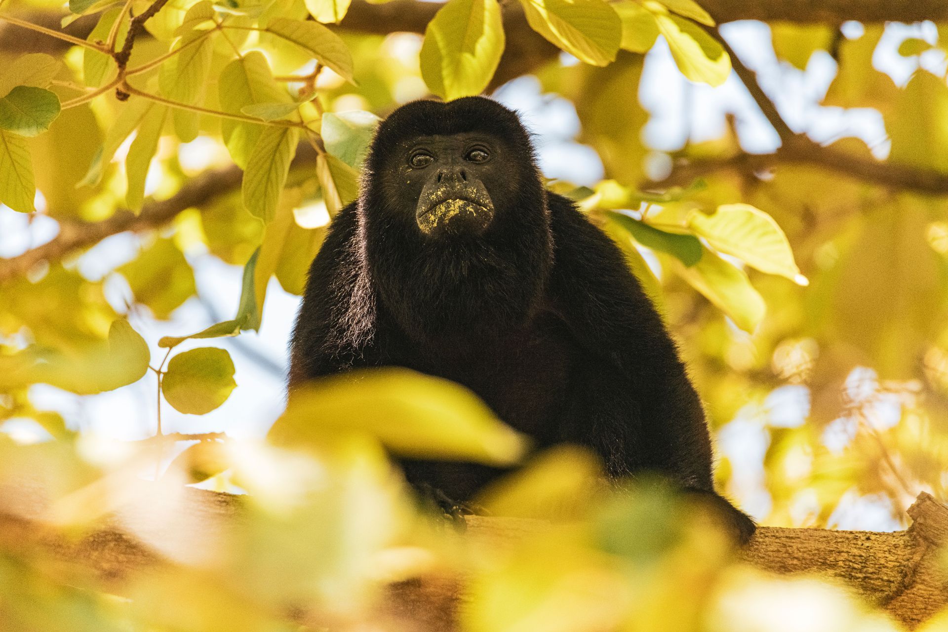 Mantled howler monkey Costa Rica rainforest