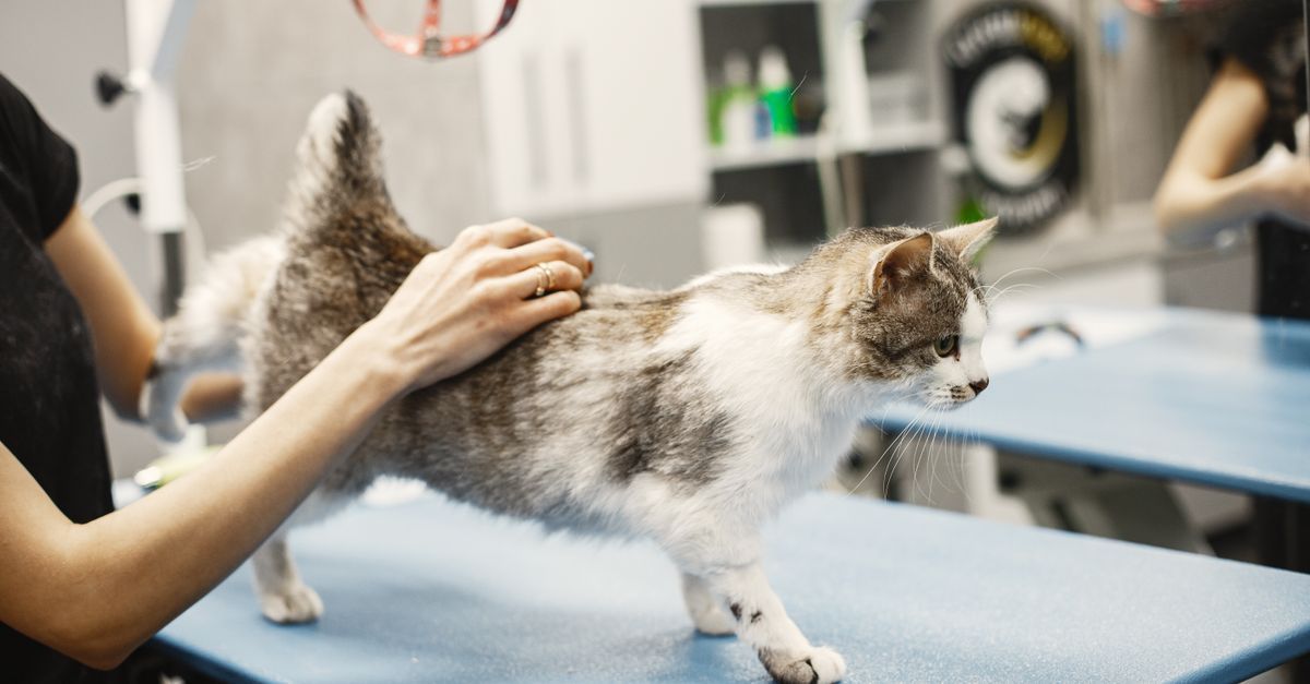 Un gato de pie sobre una mesa de peluquería mientras una persona le cepilla el lomo en un salón de belleza para mascotas.