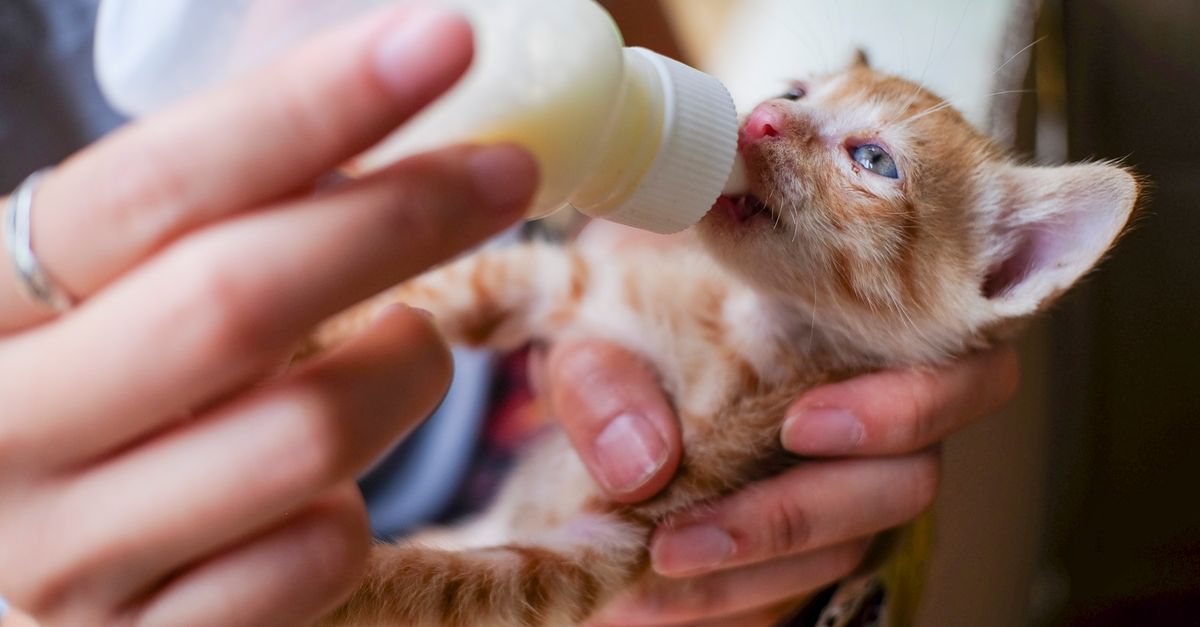 Un pequeño gatito naranja, alimentado con biberón por las manos de una persona, bebe leche muy cerca.