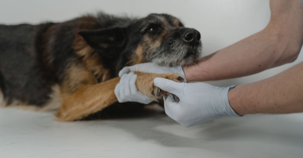 Perro recibiendo cuidados en las patas de manos enguantadas sobre una mesa blanca.