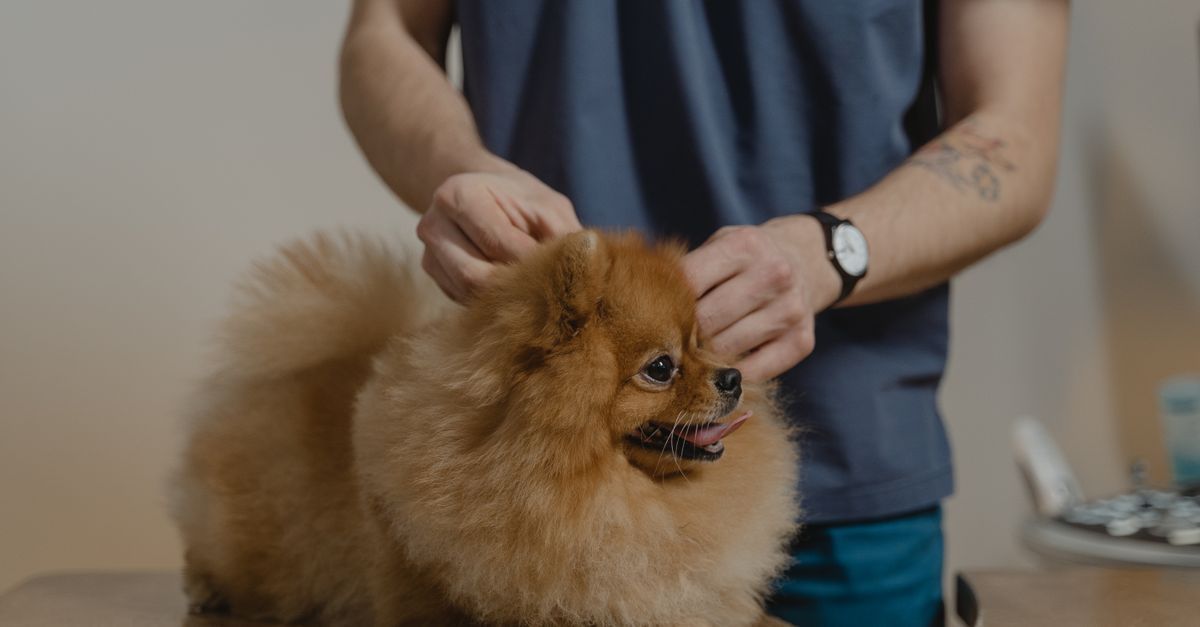Persona acicalando a un pomerania marrón y esponjoso en el interior de una vivienda.