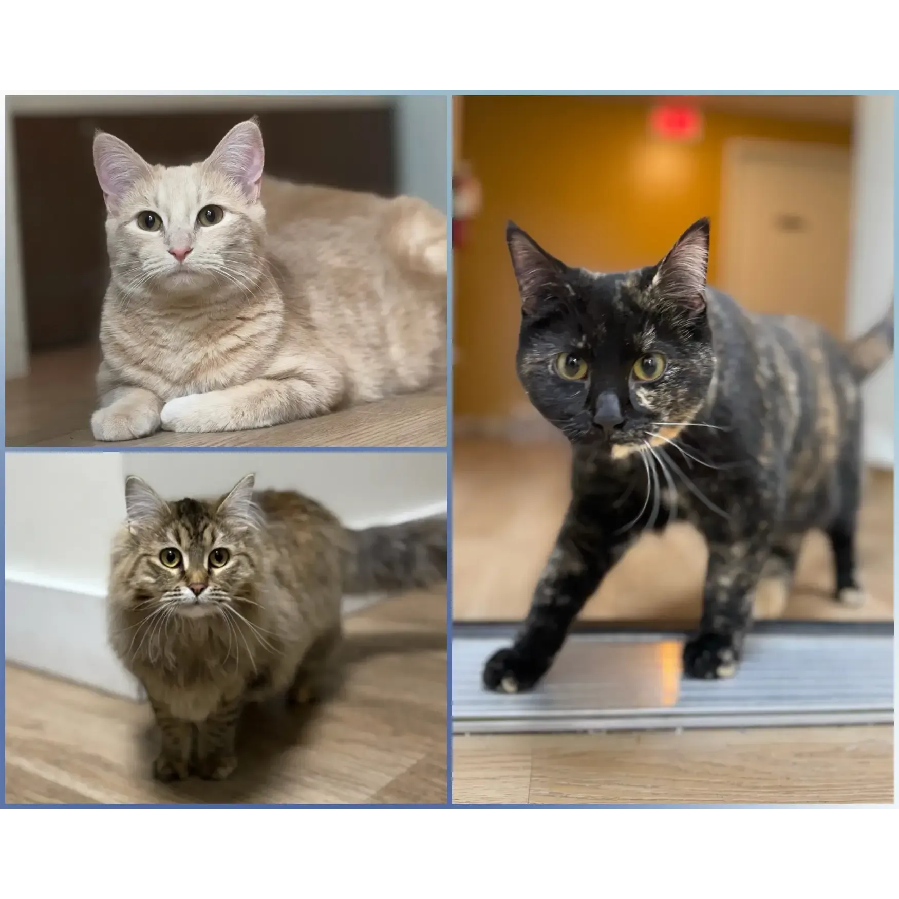 Three cats indoors: a cream kitten, a fluffy tabby, and a tortoiseshell walking toward the camera