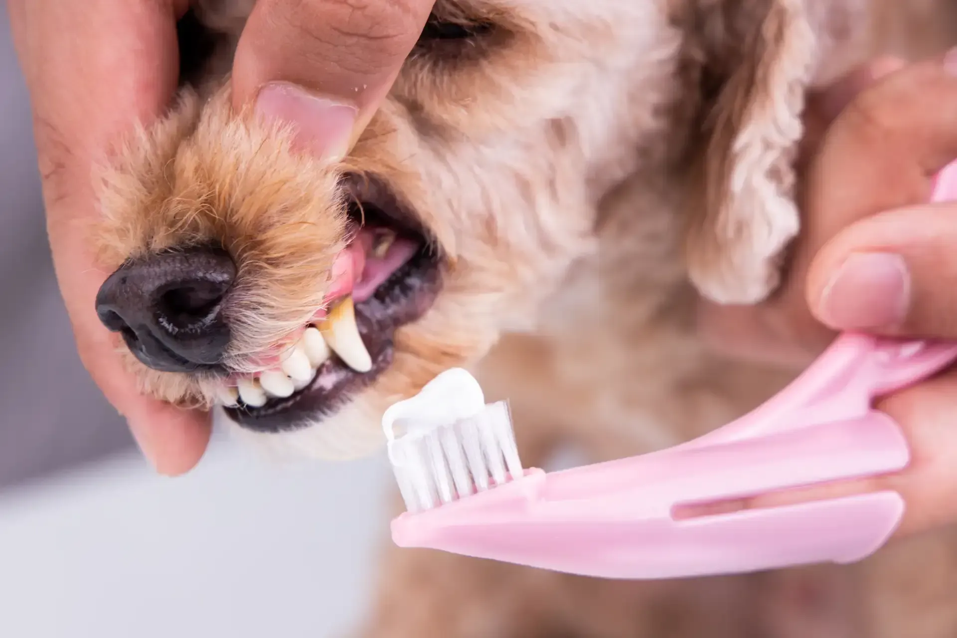 Pet Dental Care & Cleanings