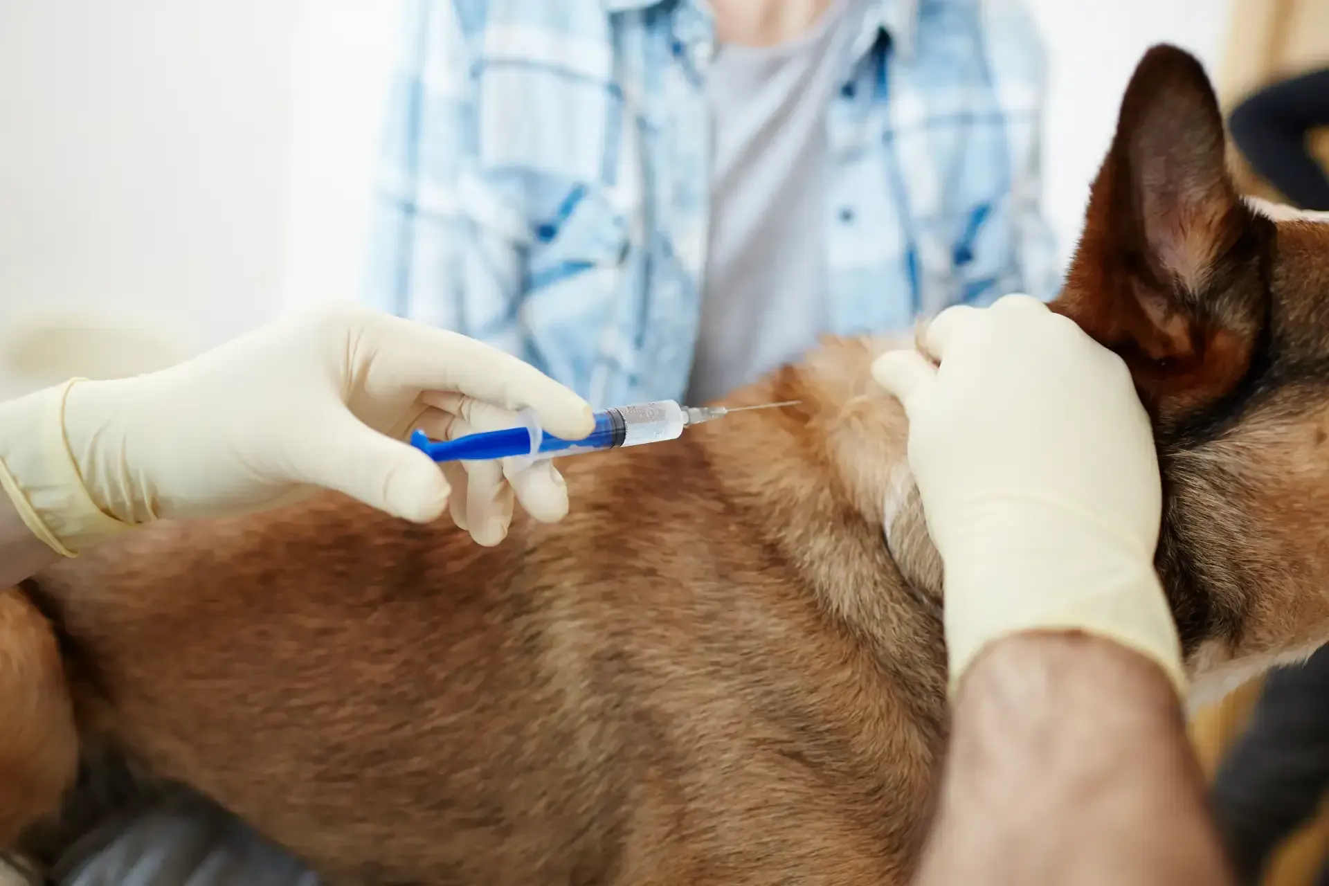 Pet Vaccinations