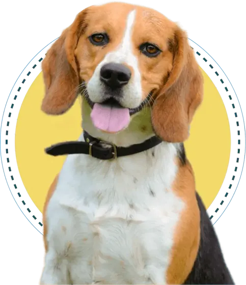 Beagle with black collar, sitting against a yellow background, tongue out and ears drooping.