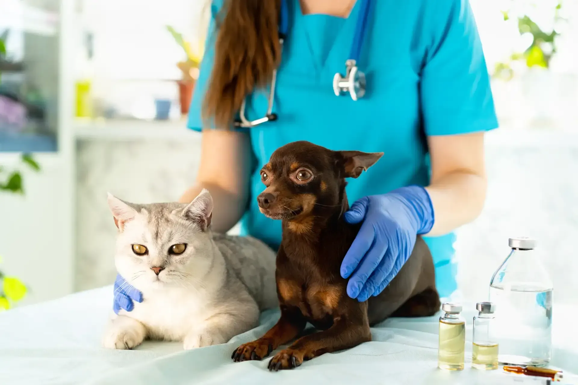 Spay and Neuter Services