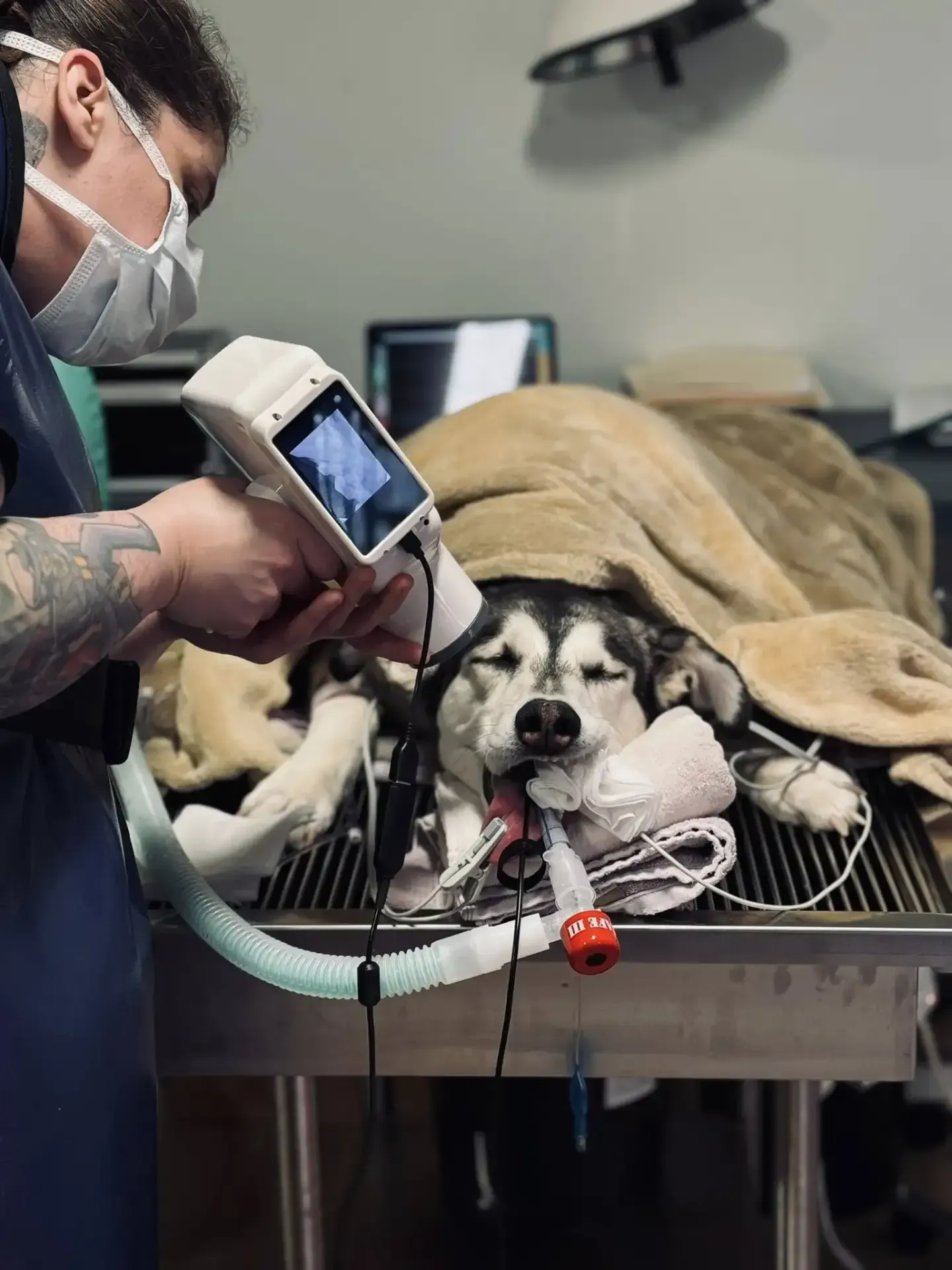Veterinarian examining a husky on a clinic table with medical equipment nearby
