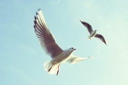 Two Doves — Melbourne, VIC — Sewlyn Allen PTY