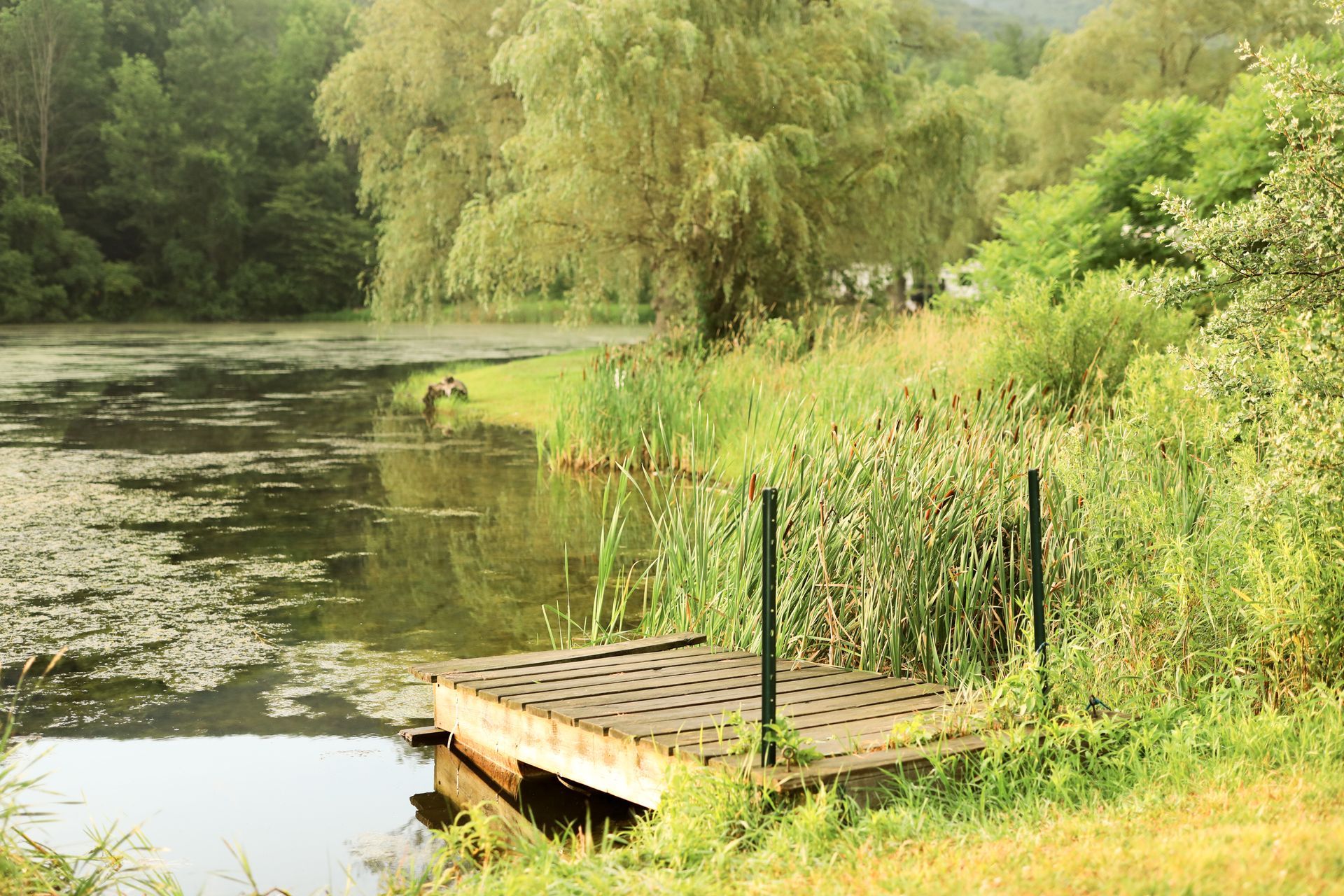 There is a dock in the middle of a lake surrounded by trees.