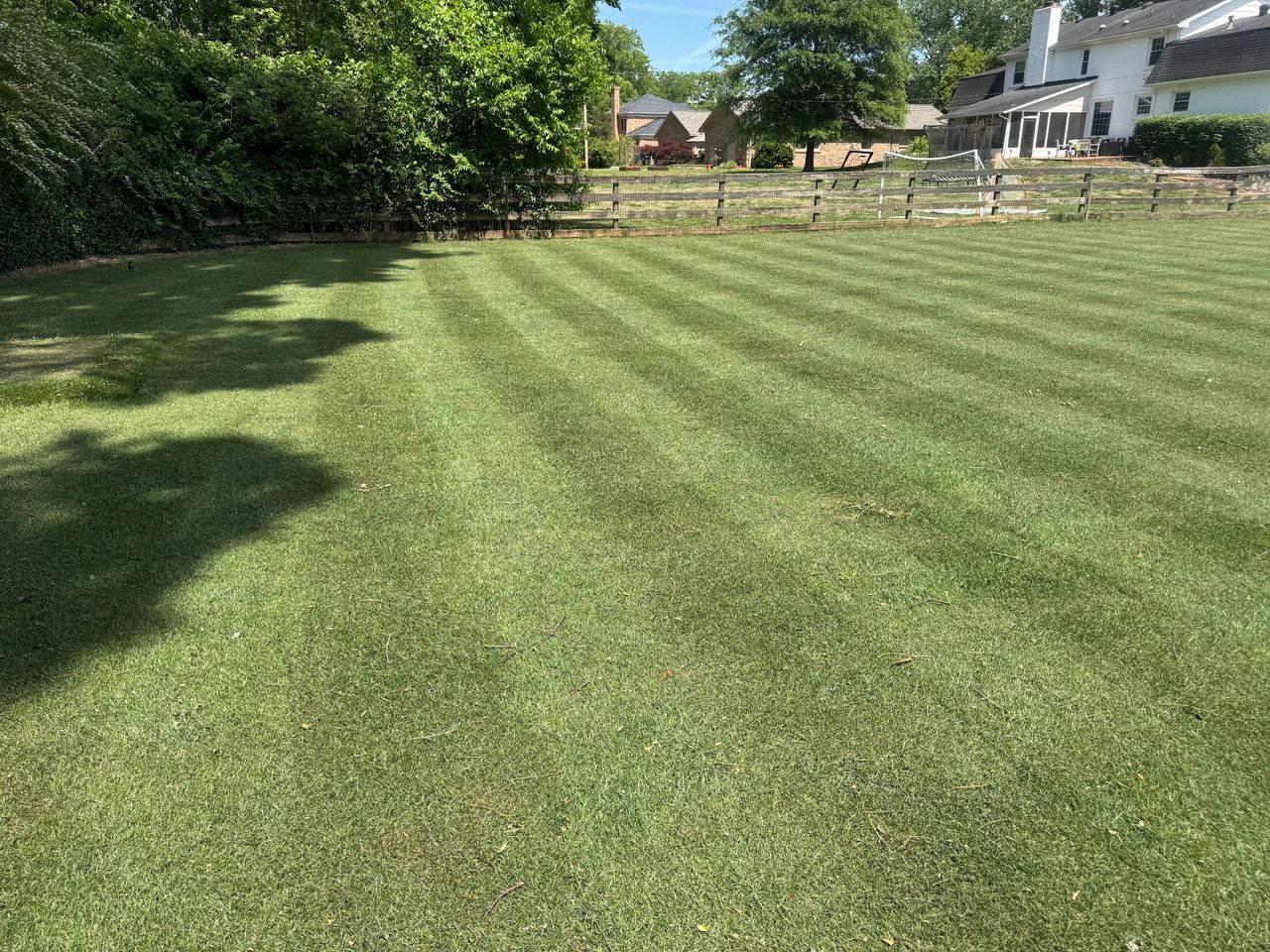 Freshly mowed grassy backyard with trees and houses in the background