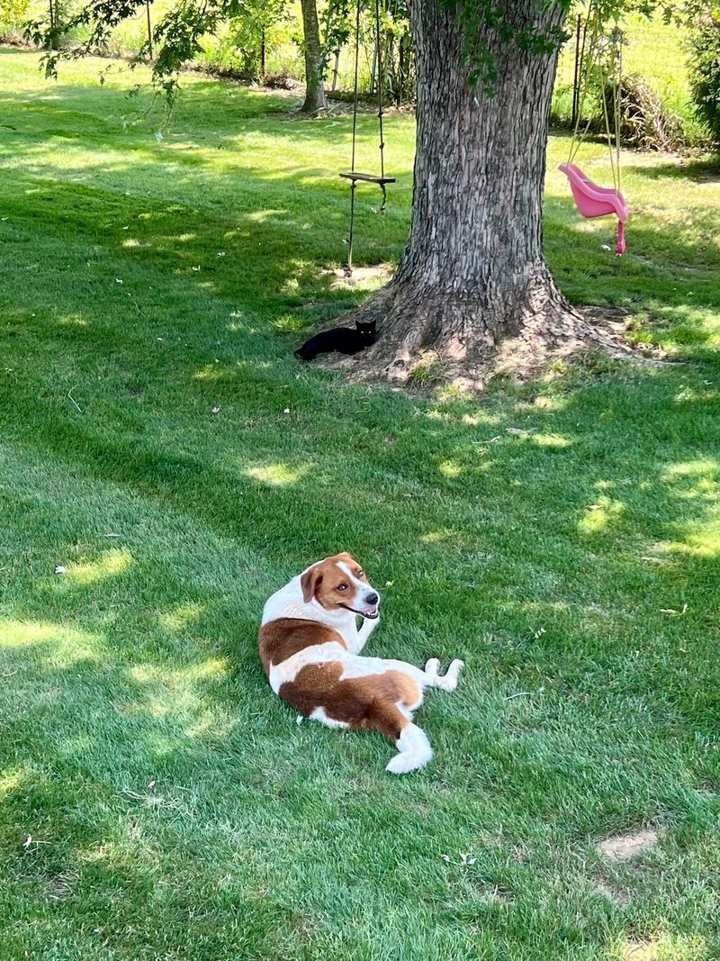 Brown-and-white dog lying on grass near a tree, with a pink flamingo lawn ornament nearby.