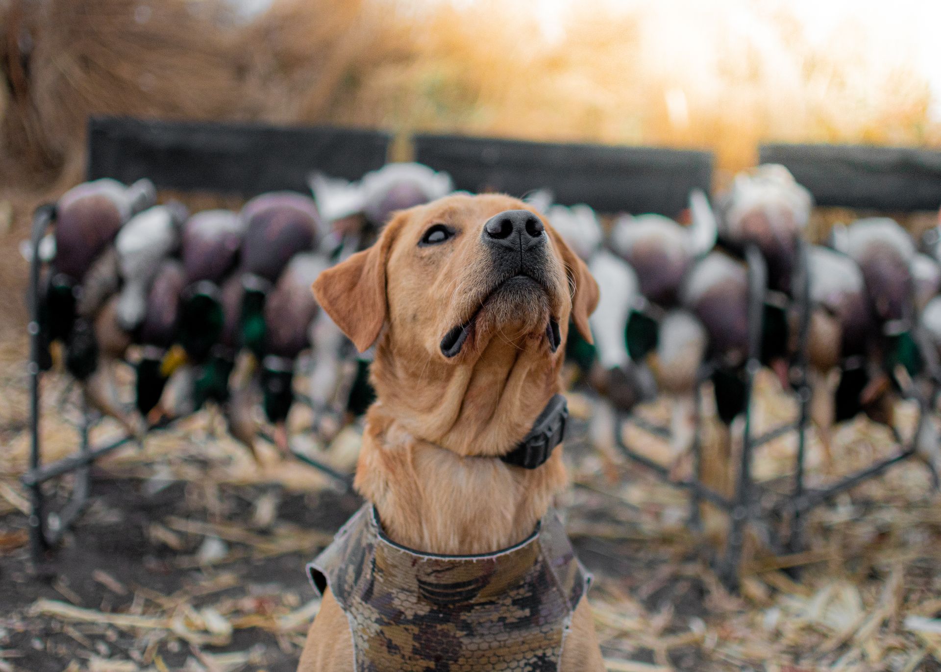 Waterfowl Hunts in North Dakota Duck, Goose Hunting Guide