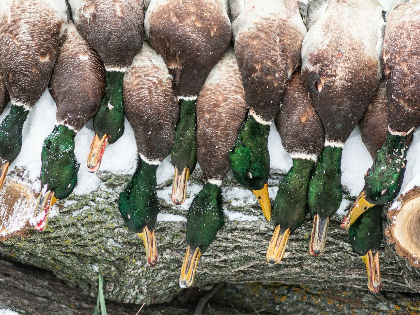 duck hunts in North Dakota
