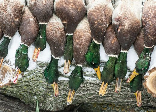 ND Waterfowl Hunting