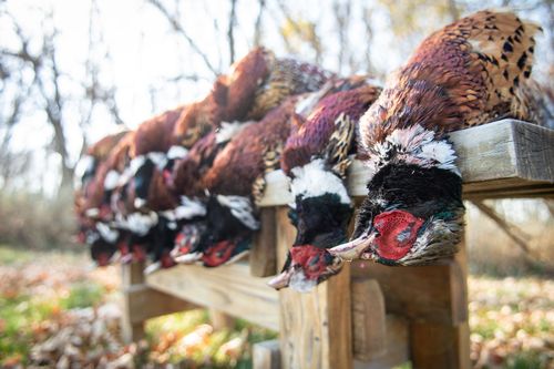 North Dakota Pheasant Hunts