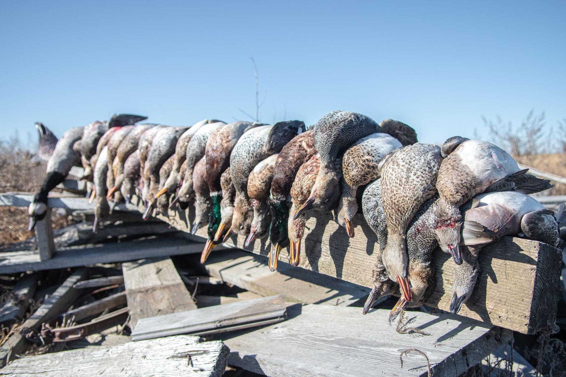 ND duck hunts