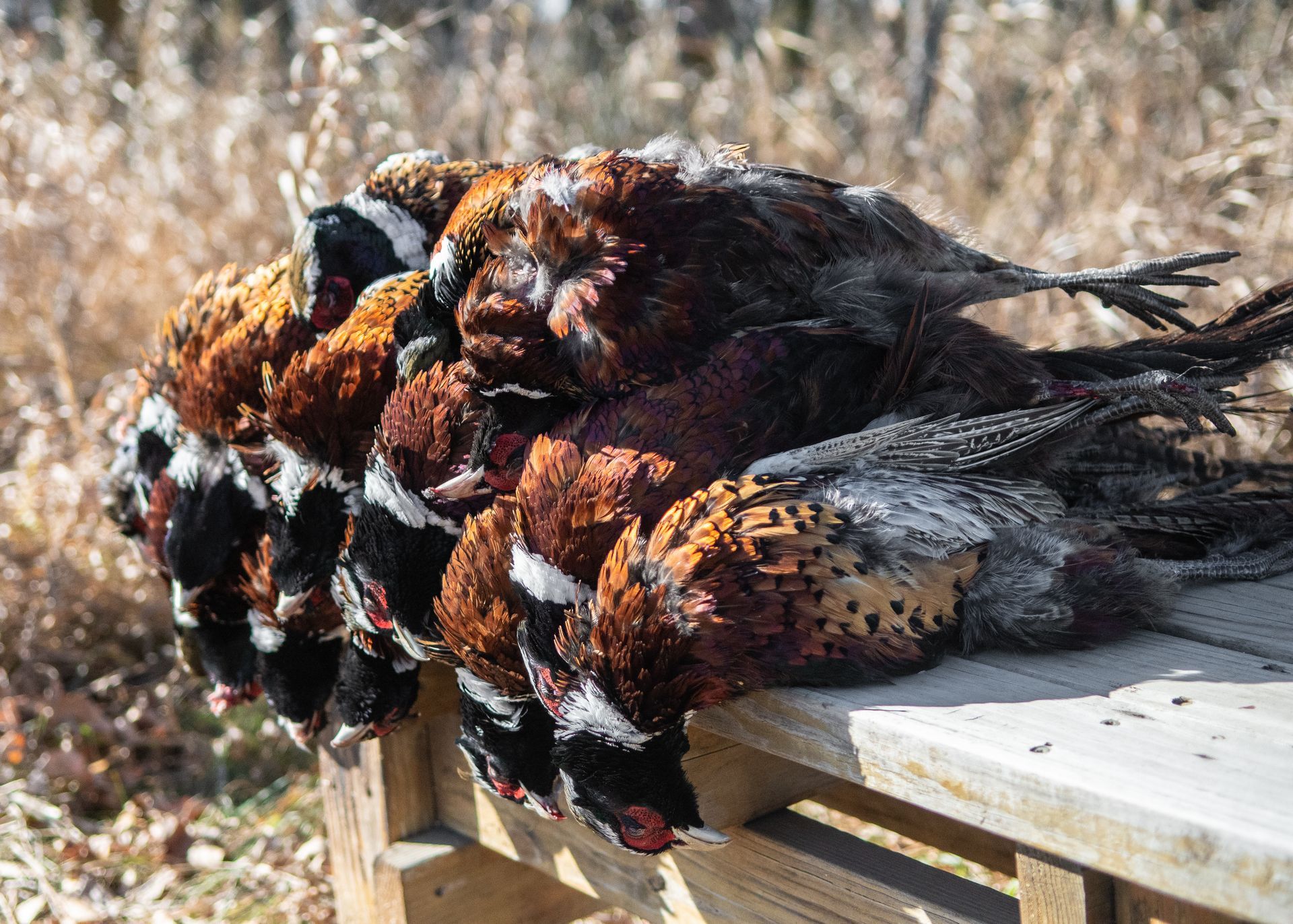 North Dakota pheasant hunting lodge