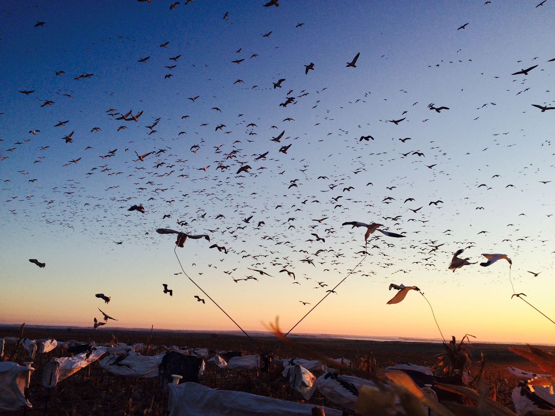 snow goose hunting North Dakota