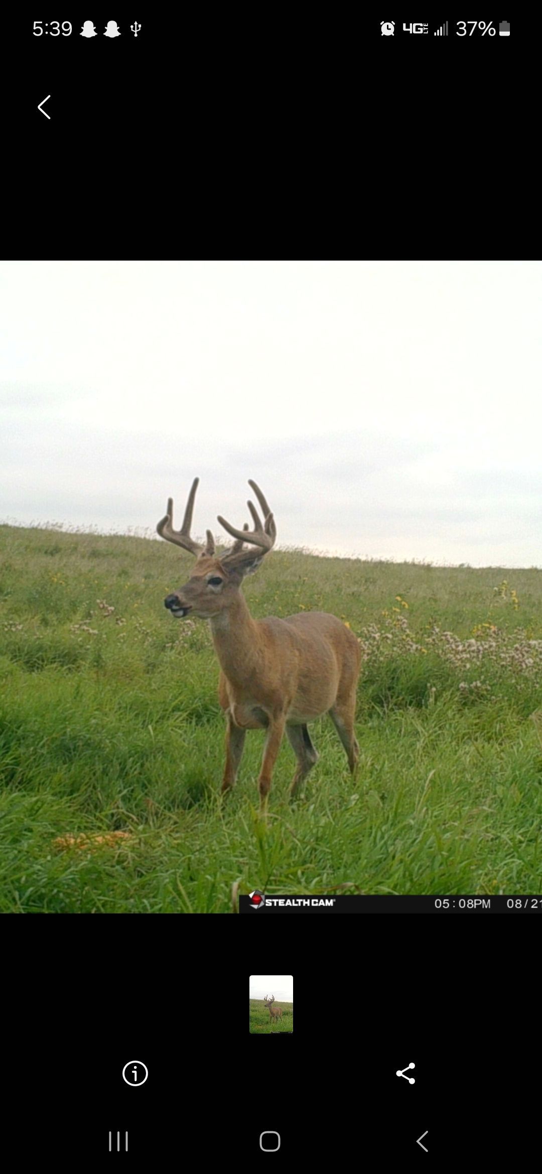whitetail deer in velvet