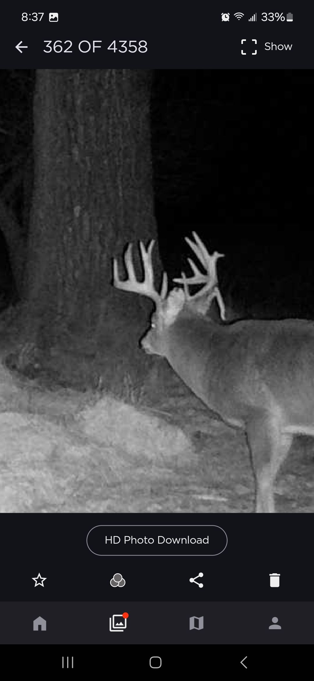 deer