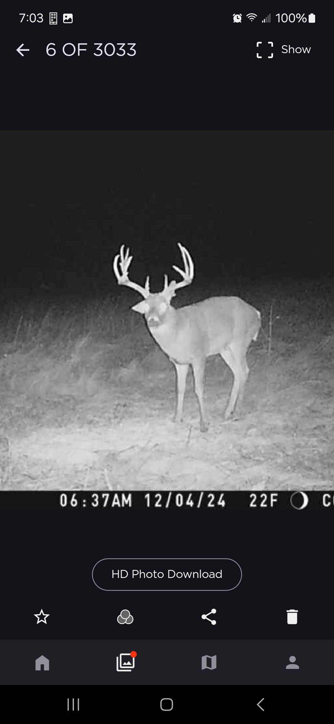 whitetail deer