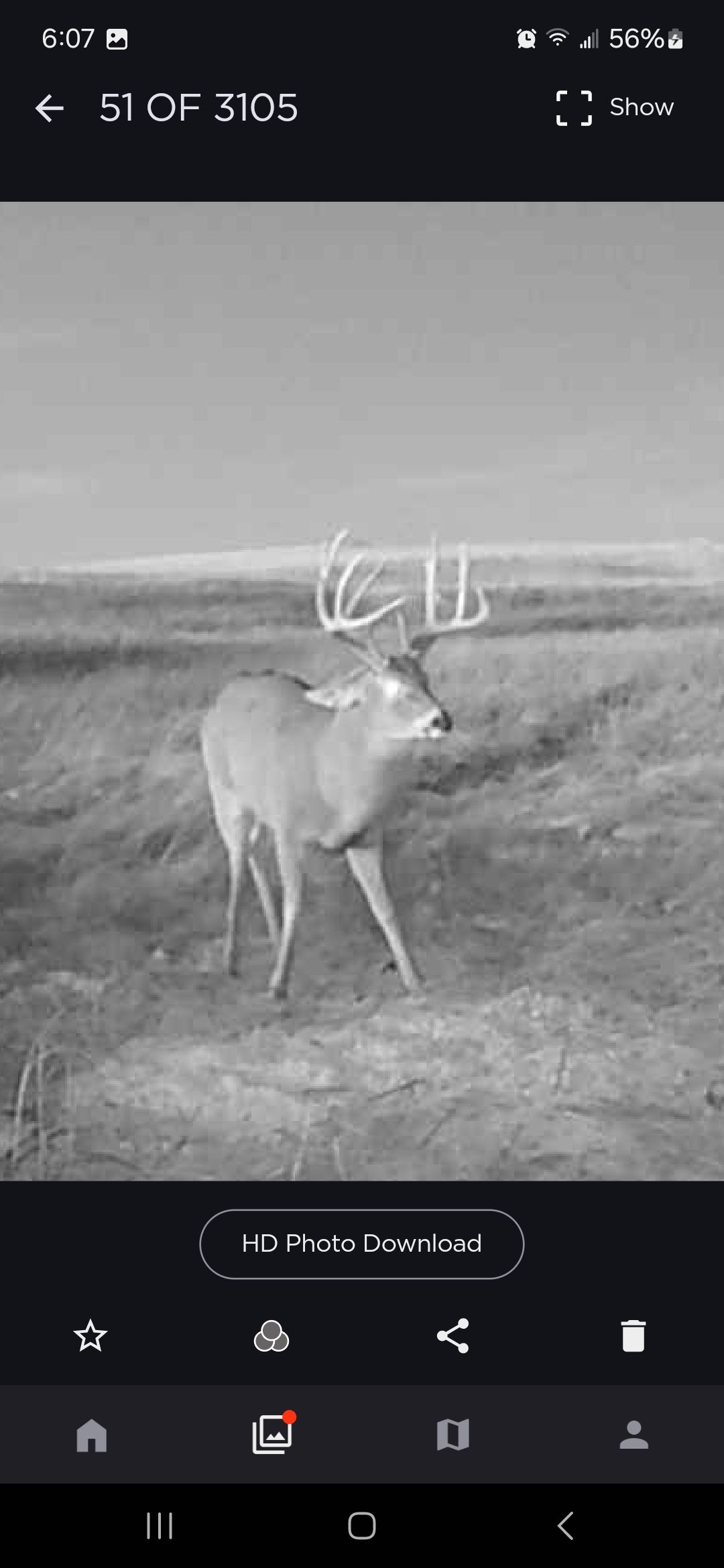 deer