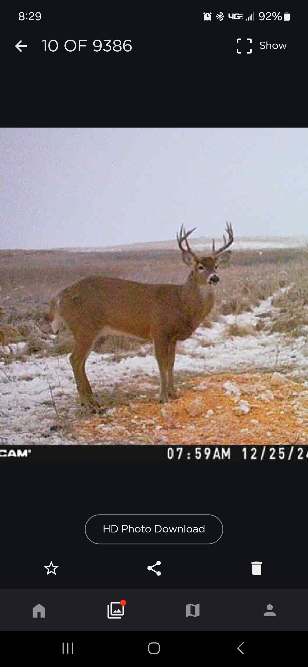 whitetail deer