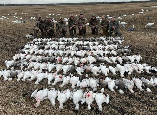 hunting snow geese