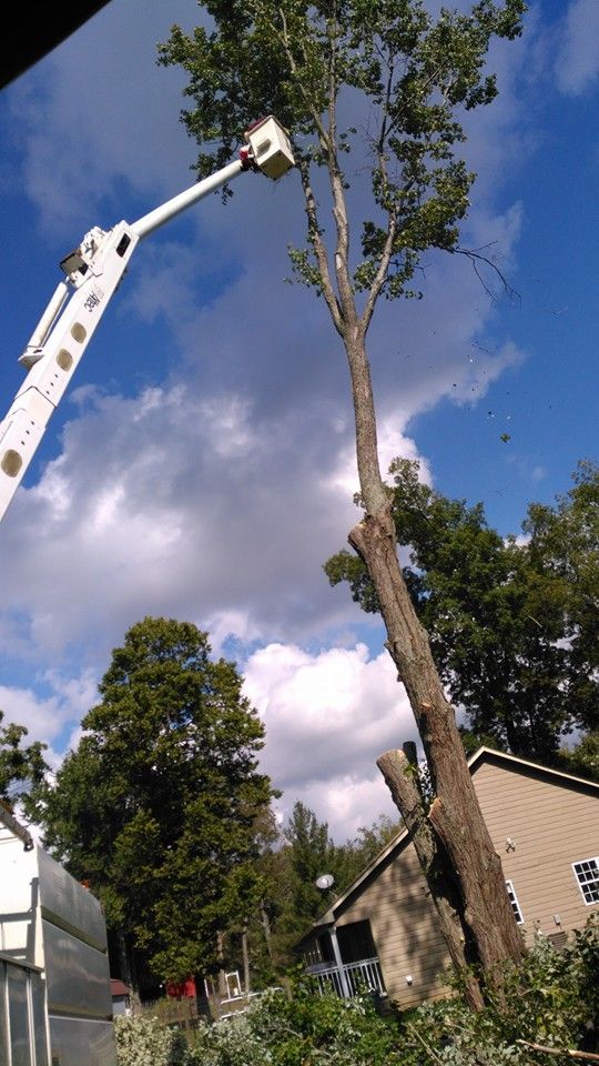 Man in a Crane Cutting a Tree in Front of a House — Cincinnati, OH — Cincinnati Arbor Services