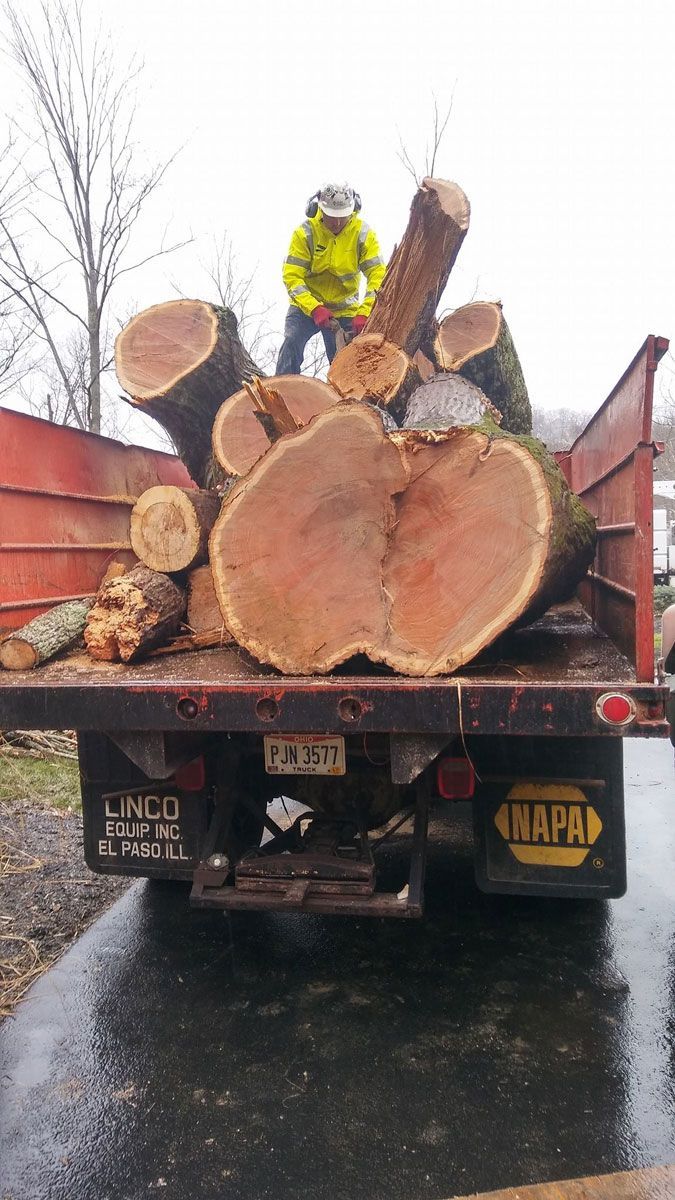 Man Standing on the Back of a Truck Filled with Logs — Cincinnati, OH — Cincinnati Arbor Services
