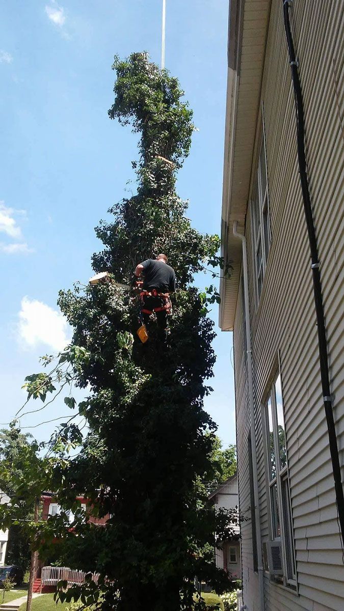 Man Climbing a Tree Next to a House — Cincinnati, OH — Cincinnati Arbor Services