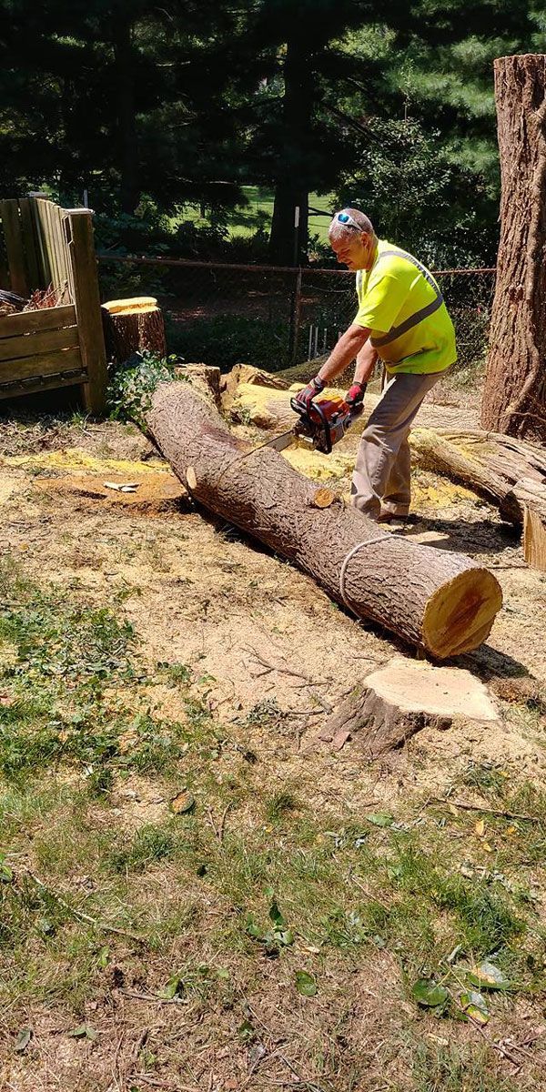 Man Cutting a Large Log with a Chainsaw — Cincinnati, OH — Cincinnati Arbor Services
