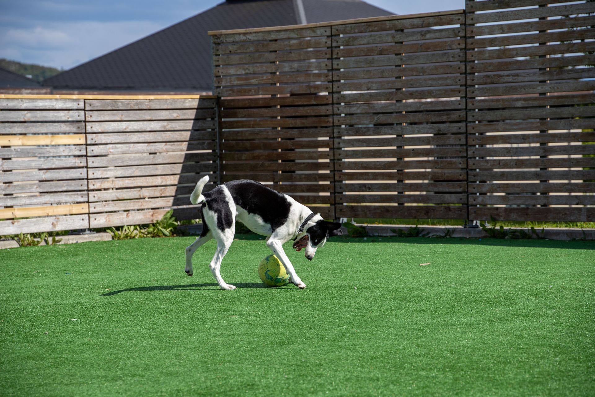Dog playing on artificial grass in San Angelo, Texas