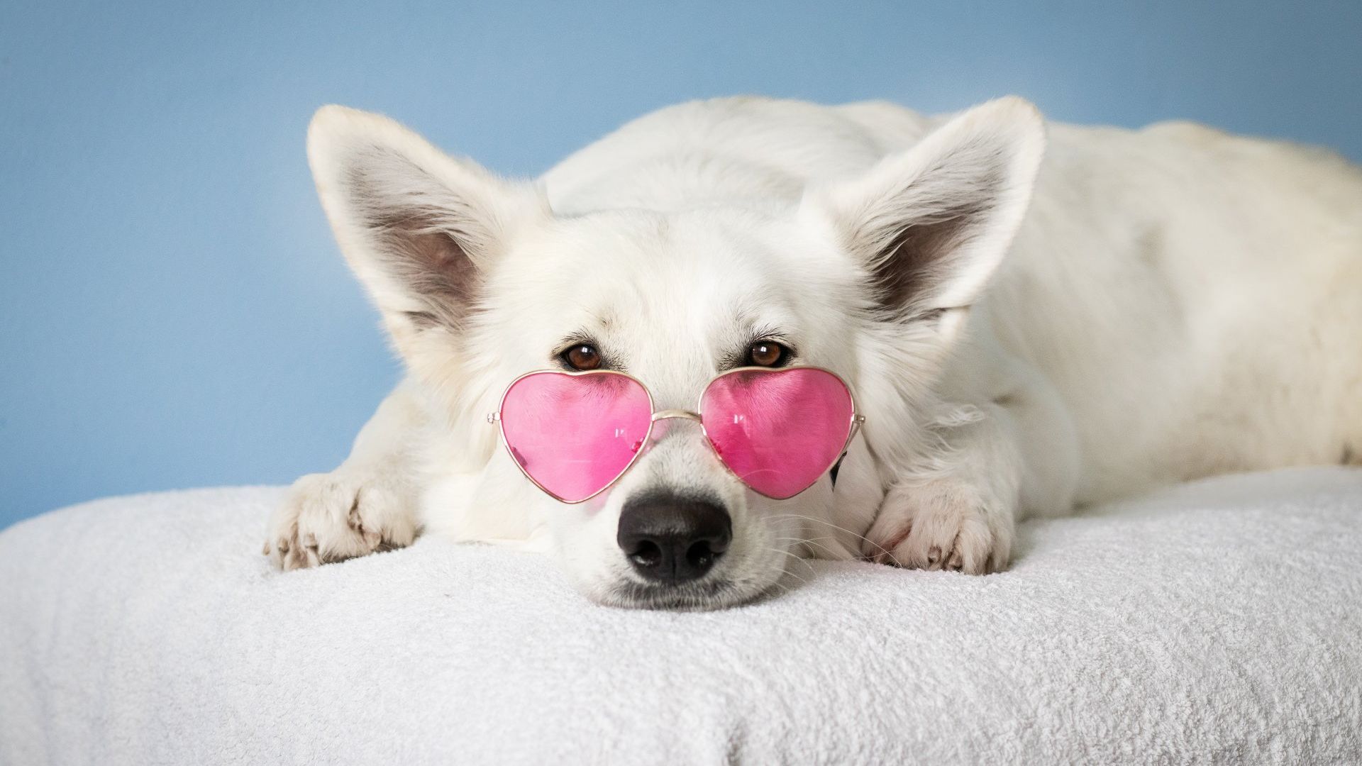 Dog with pink eye glasses lying on a bed