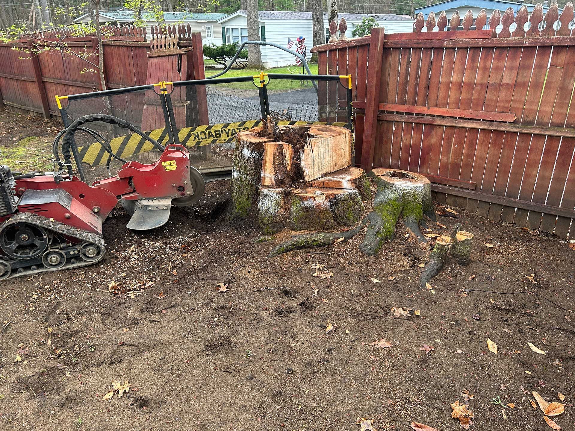 stump grinding services 5 before