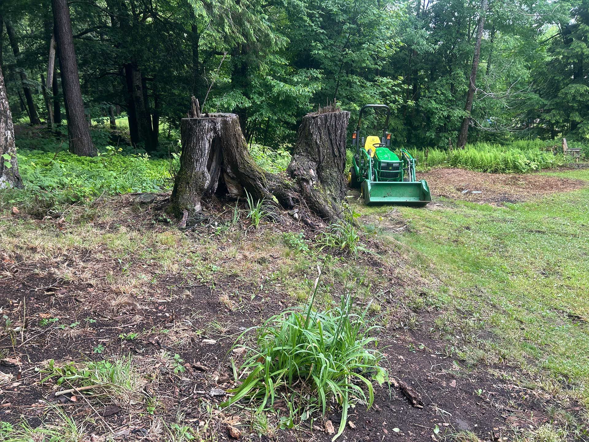 stump grinding services 12 before