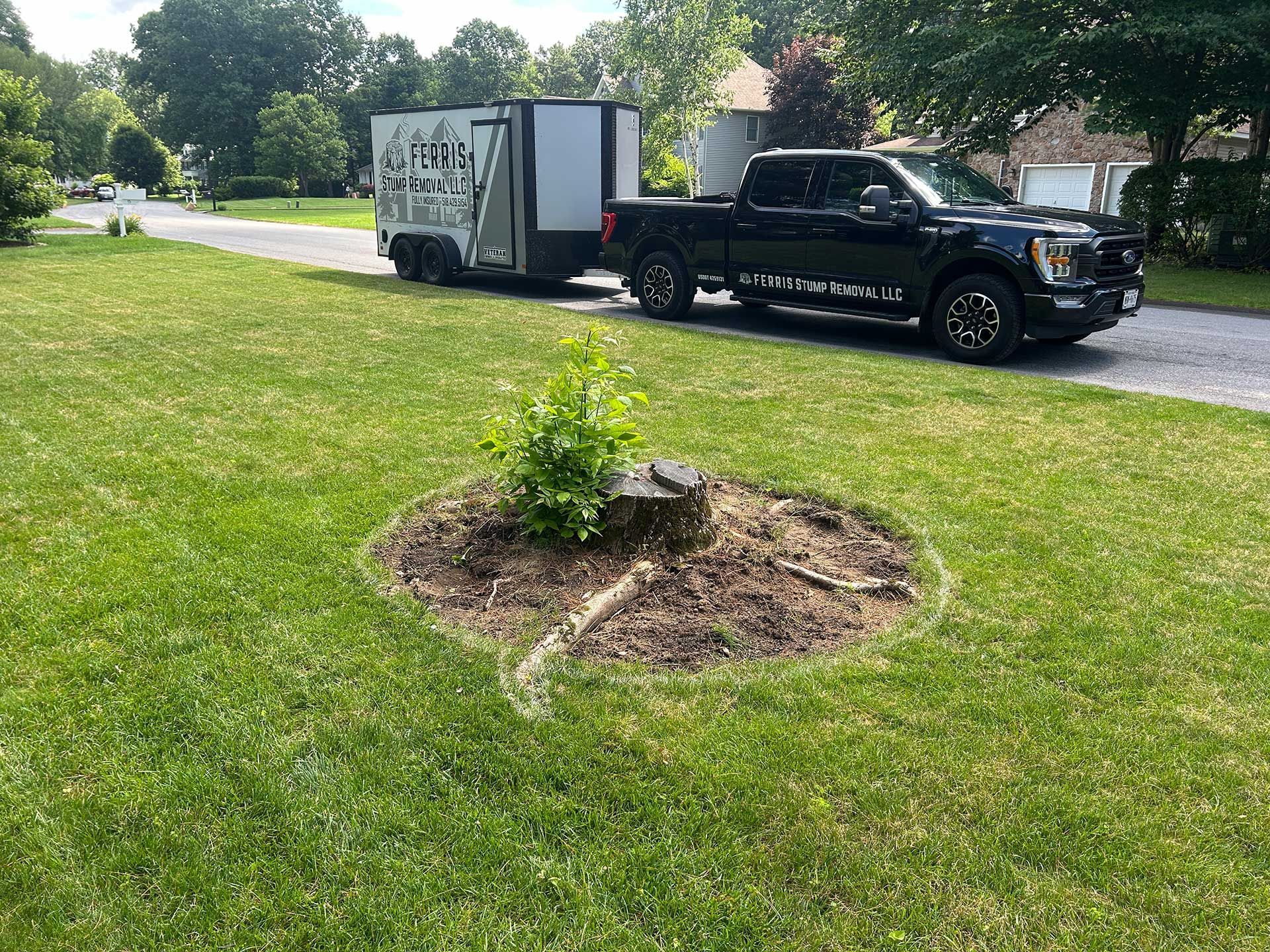 stump grinding services 9 before