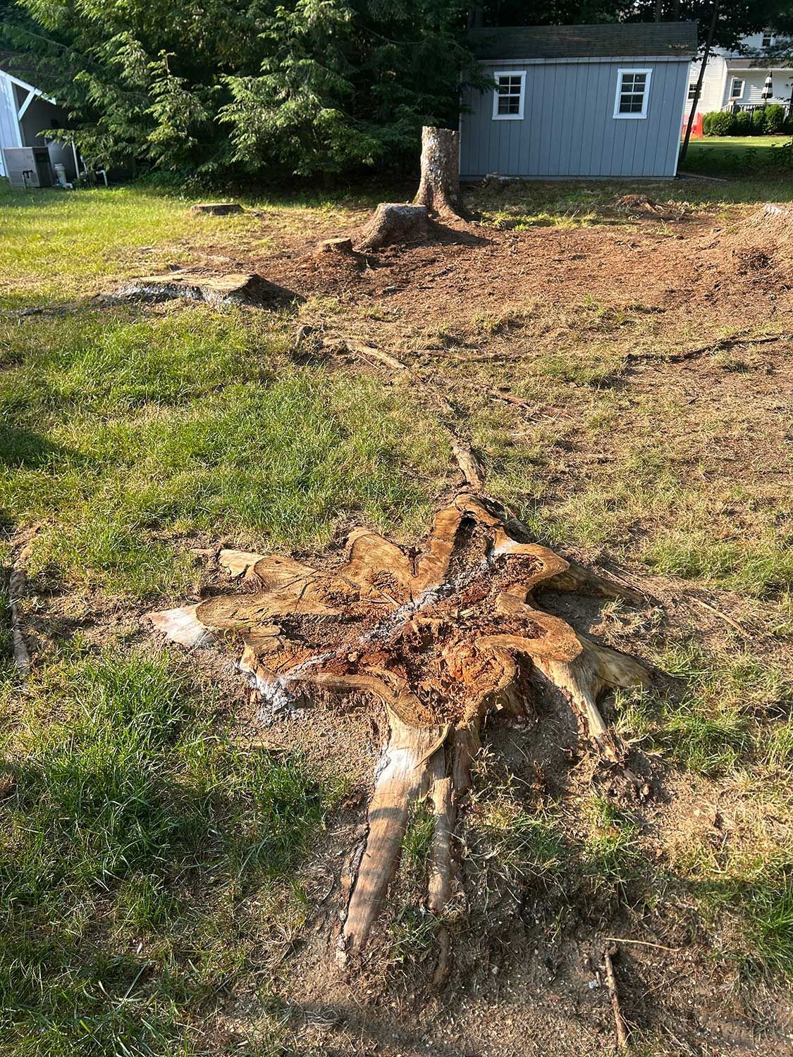 stump grinding services 11 before