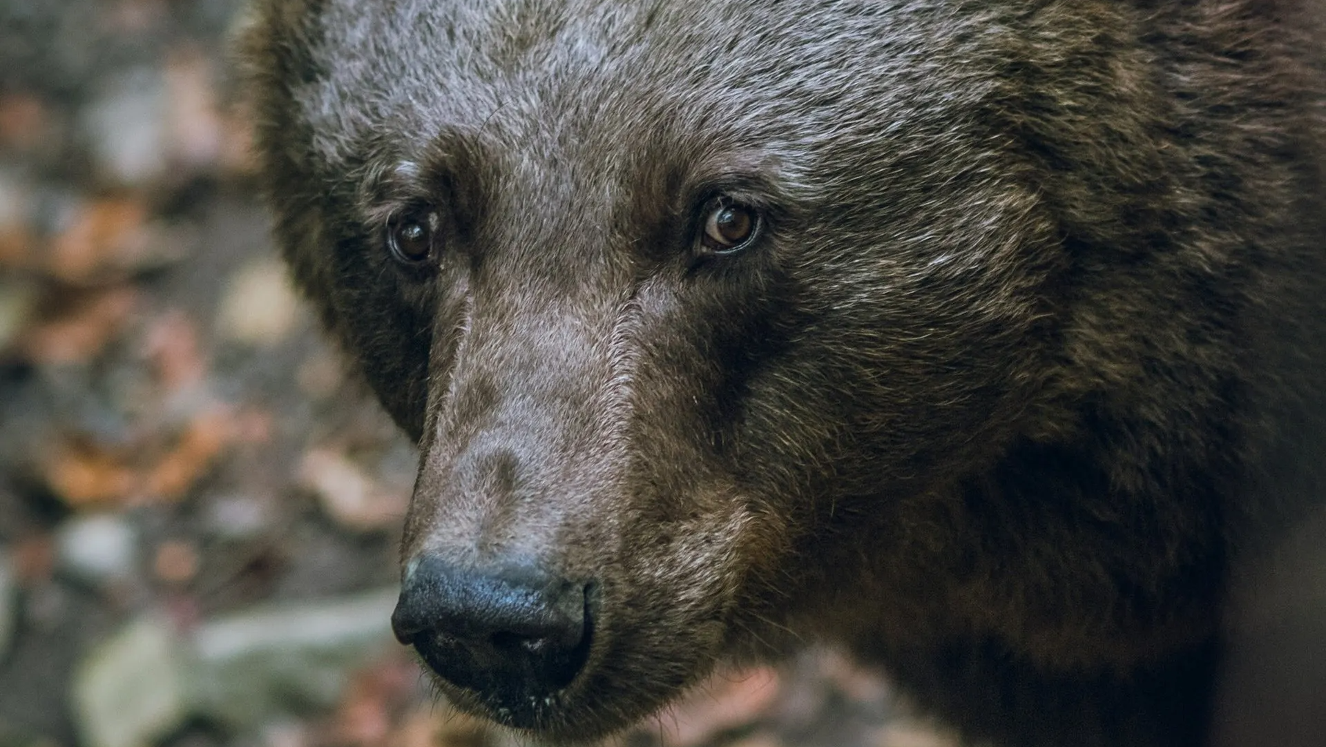 A close up of a brown bear 's face looking at the camera.