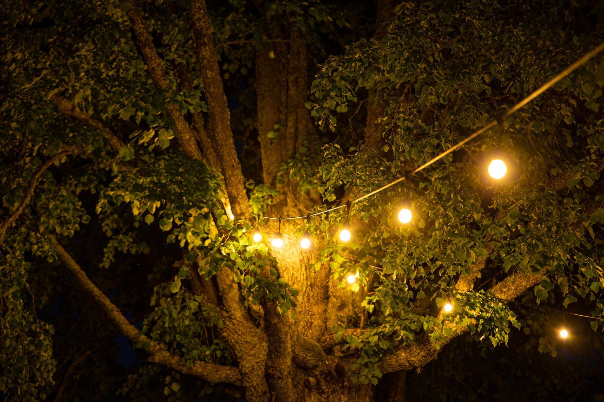 A tree with lights hanging from it at night