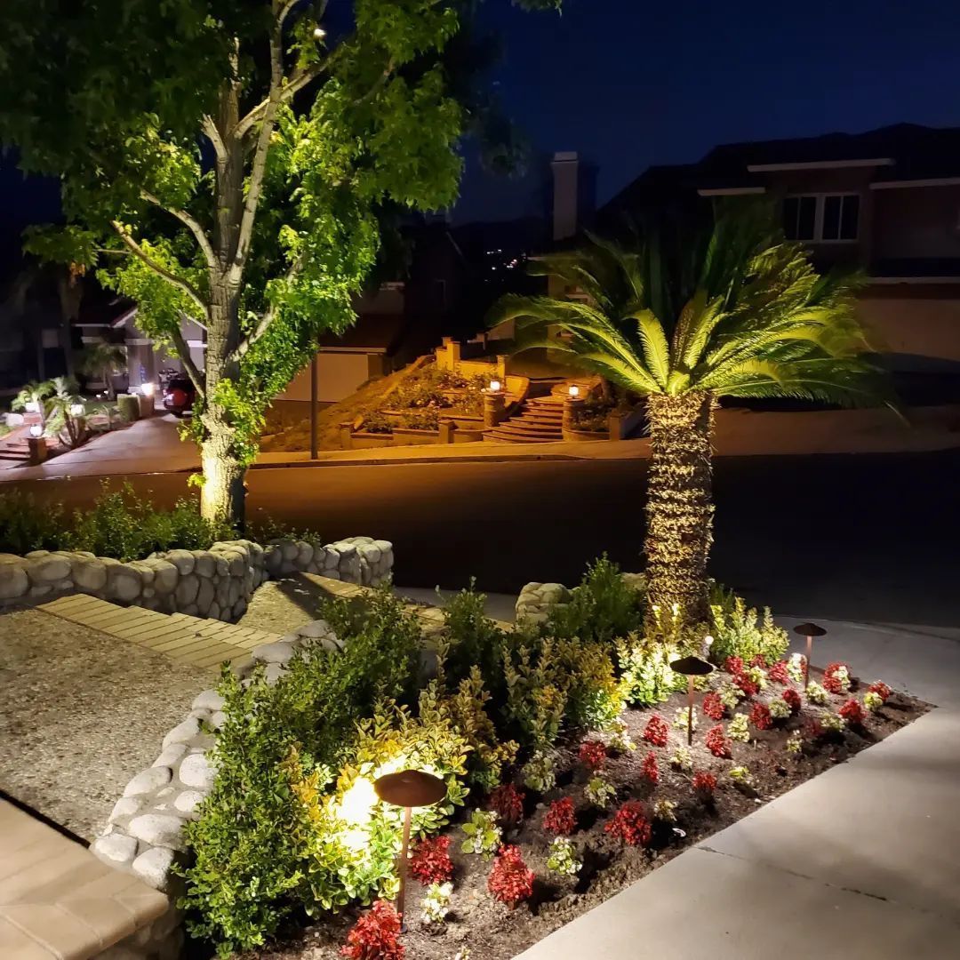 A palm tree is lit up at night in a garden.