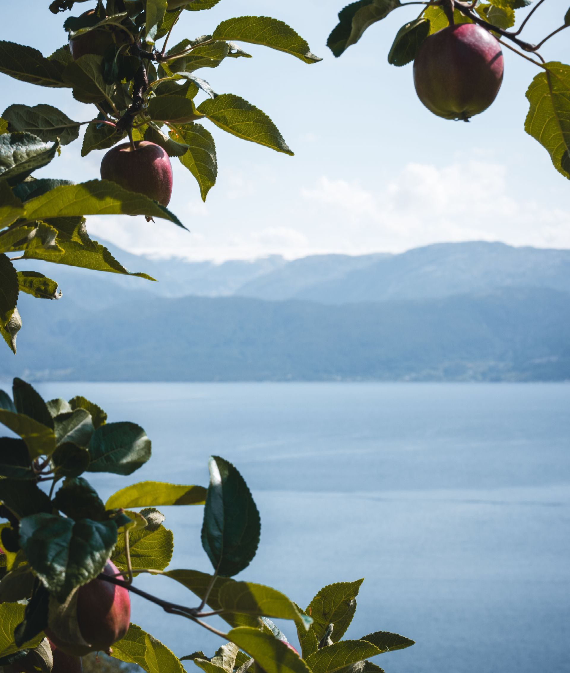 Apples by the Hardangerfjord