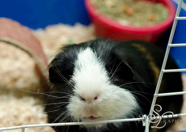 A Black and White Guinea Pig in A Blue Cage
